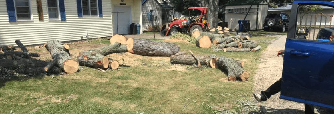 Your Guy Tree Service, LLC